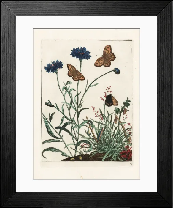 Framed Print : Wall butterfly, Lasiommata megera, on cornflower Framed Print : Wall butterfly, Lasiommata megera, on cornflower