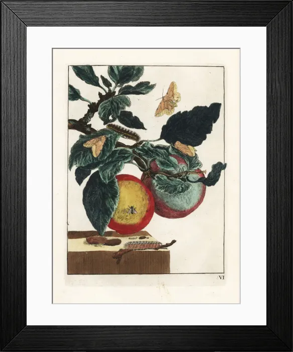 Framed Print : White ermine moth on an apple branch Framed Print : White ermine moth on an apple branch