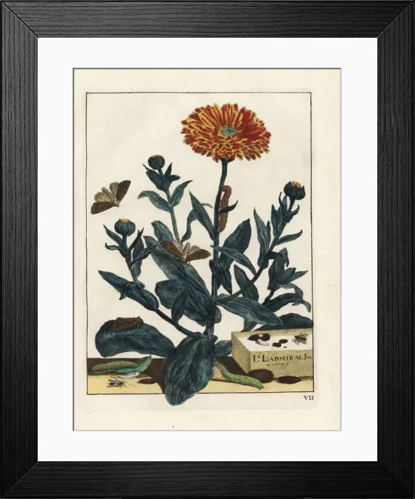 Framed Print : Bright-line brown-eye moth on marigold flower Framed Print : Bright-line brown-eye moth on marigold flower
