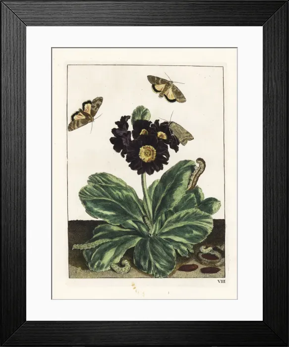 Framed Print : Willowherb hawkmoth on a black auricula flower Framed Print : Willowherb hawkmoth on a black auricula flower