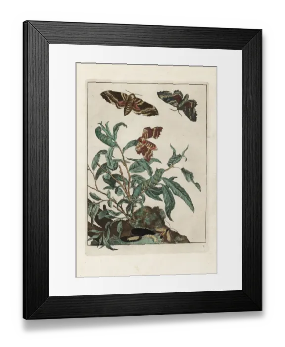 Framed Print : Poplar hawk-moth, Laothoe populi Framed Print : Poplar hawk-moth, Laothoe populi