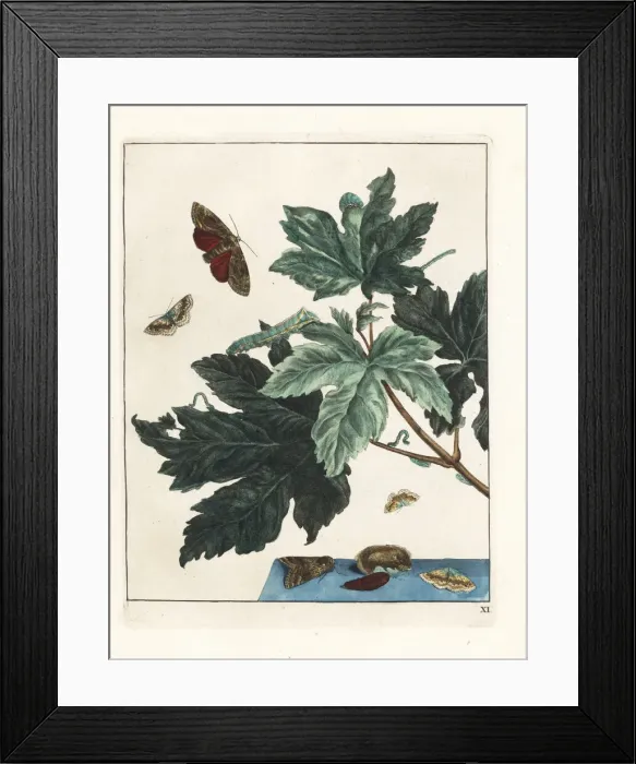 Framed Print : Underwing moth from Meudon, France, and small Framed Print : Underwing moth from Meudon, France, and small