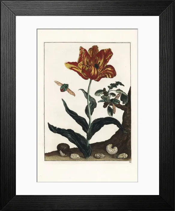 Framed Print : Rose beetle, Cetonia aurata, on a tulip Framed Print : Rose beetle, Cetonia aurata, on a tulip