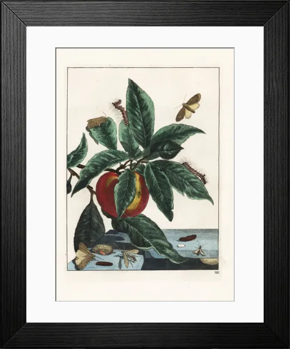 Framed Print : Dark dagger, Acronicta tridens Framed Print : Dark dagger, Acronicta tridens