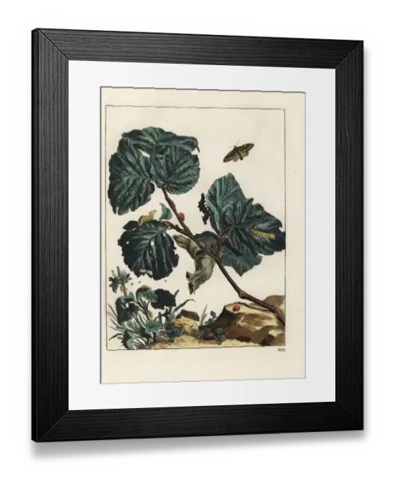 Framed Print : Tawny prominent, Harpyia milhauseri, and seven-spot Framed Print : Tawny prominent, Harpyia milhauseri, and seven-spot