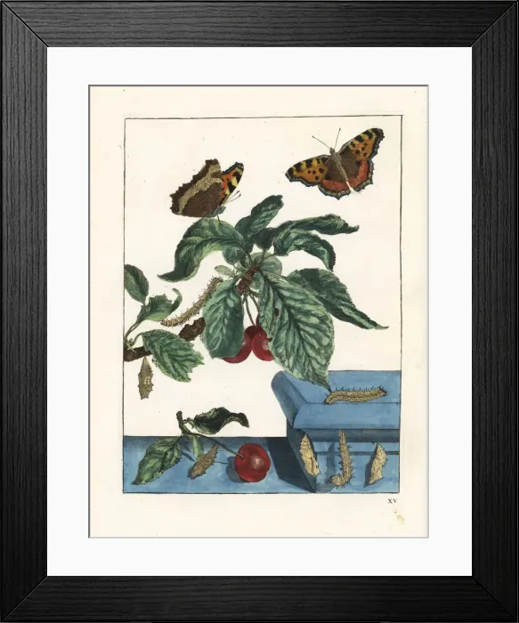 Framed Print : Large tortoiseshell butterfly on a cherry tree Framed Print : Large tortoiseshell butterfly on a cherry tree
