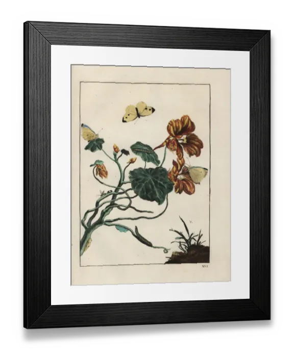 Framed Print : Lesser white cabbage butterfly on a flower Framed Print : Lesser white cabbage butterfly on a flower