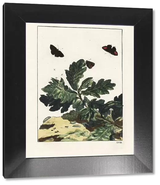 Black hairstreak, Satyrium pruni, on oak leaves