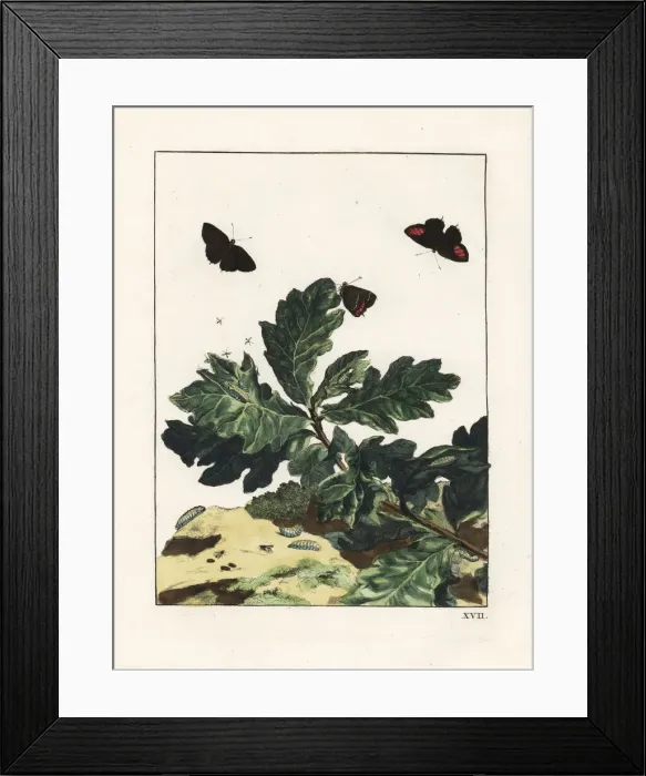 Framed Print : Black hairstreak, Satyrium pruni, on oak leaves Framed Print : Black hairstreak, Satyrium pruni, on oak leaves