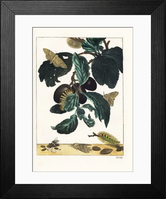 Framed Print : Yellow or pale tussock moth, Calliteara pudibunda Framed Print : Yellow or pale tussock moth, Calliteara pudibunda