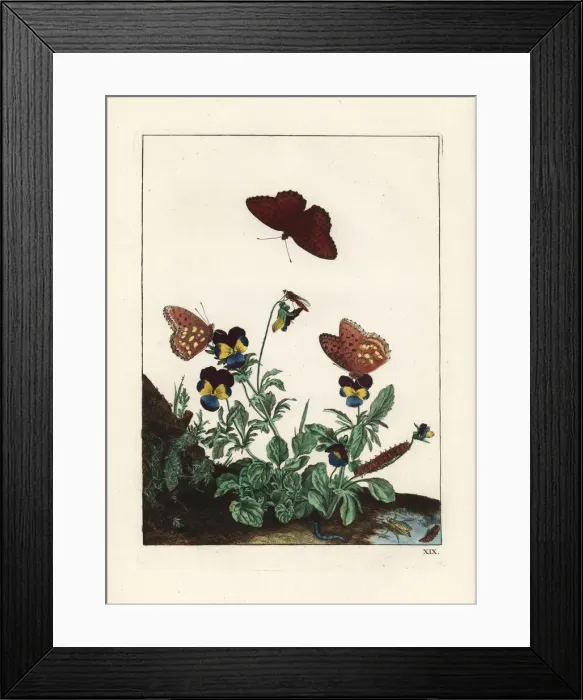 Framed Print : Queen of Spain fritillary butterfly on pansies Framed Print : Queen of Spain fritillary butterfly on pansies