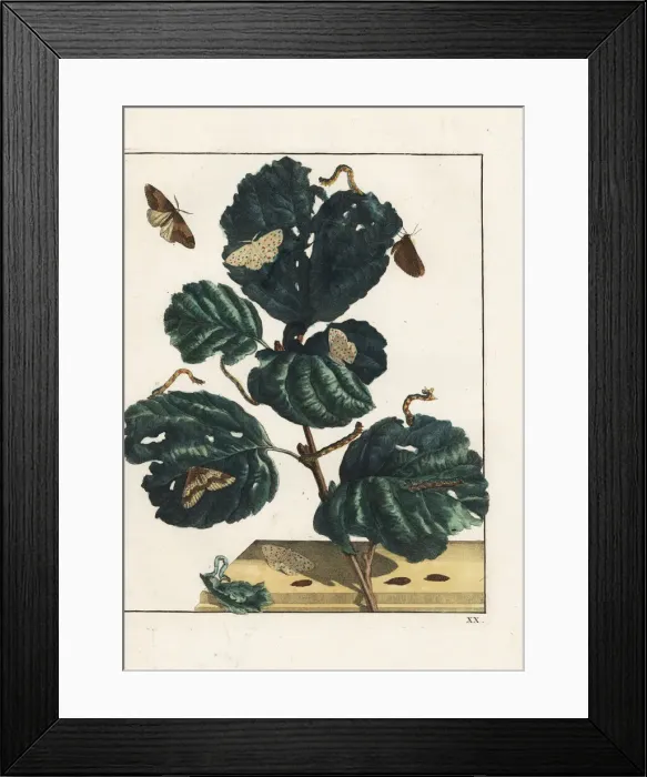 Framed Print : Uitstrekker and alder moth (elzen-krammetje) on a branch Framed Print : Uitstrekker and alder moth (elzen-krammetje) on a branch