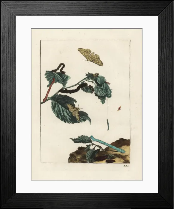Framed Print : Peppered moth, Biston betularia, on branch Framed Print : Peppered moth, Biston betularia, on branch
