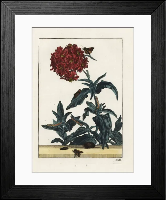 Framed Print : Campion moth, Sideridis rivularis, on a flower Framed Print : Campion moth, Sideridis rivularis, on a flower