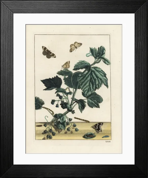 Framed Print : Phoenix moth, Eulithis prunata, on flower Framed Print : Phoenix moth, Eulithis prunata, on flower