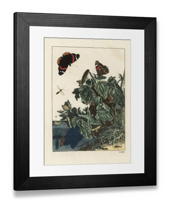Framed Print : Red admiral butterfly, Vanessa atalanta, caterpillar Framed Print : Red admiral butterfly, Vanessa atalanta, caterpillar