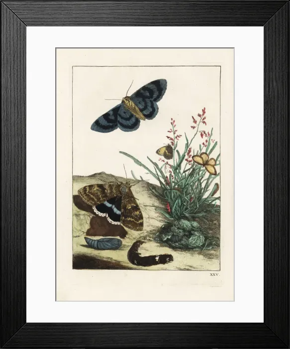 Framed Print : Clifden nonpareil moth and small heath butterfly Framed Print : Clifden nonpareil moth and small heath butterfly