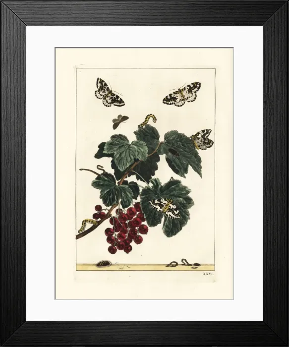 Framed Print : Magpie moth, Abraxas grossulariata, on a redcurrant branch Framed Print : Magpie moth, Abraxas grossulariata, on a redcurrant branch