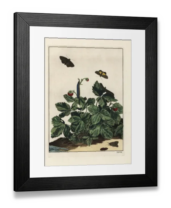 Framed Print : Willowherb hawkmoth, Proserpinus proserpina Framed Print : Willowherb hawkmoth, Proserpinus proserpina