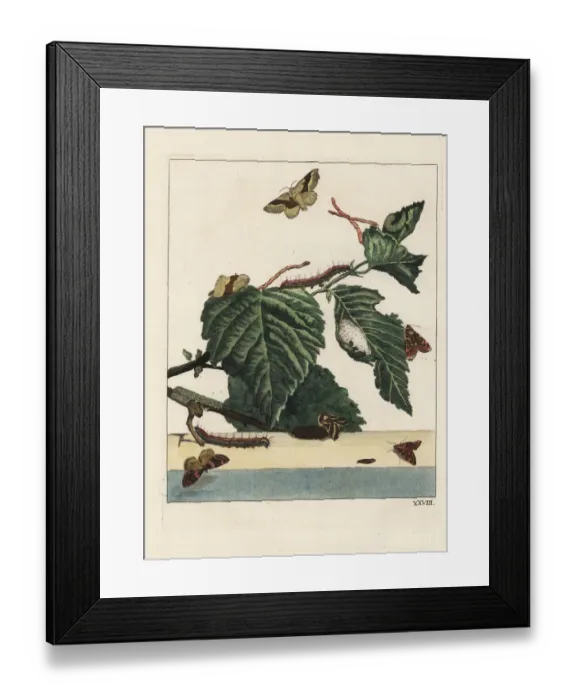 Framed Print : Lackey moth, Malacosoma neustria, and caterpillar Framed Print : Lackey moth, Malacosoma neustria, and caterpillar