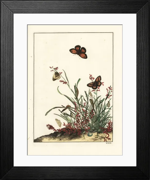 Framed Print : Gatekeeper butterfly, Pyronia tithonus, on grasses Framed Print : Gatekeeper butterfly, Pyronia tithonus, on grasses