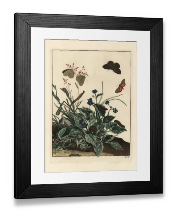 Framed Print : Ringlet butterfly, Aphantopus hyperantus Framed Print : Ringlet butterfly, Aphantopus hyperantus