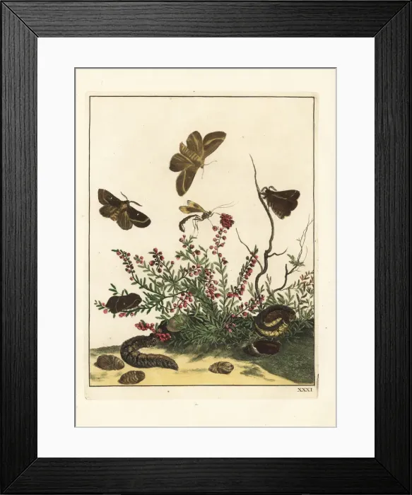 Framed Print : Oak eggar moth on heather Framed Print : Oak eggar moth on heather