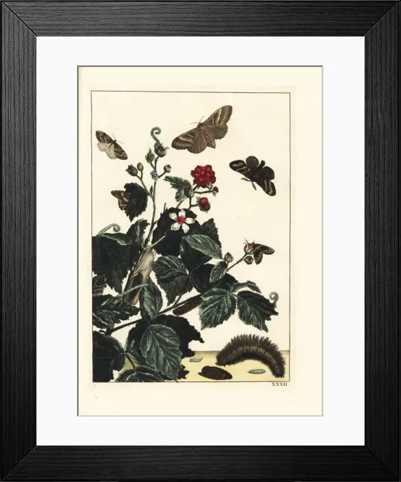 Framed Print : Fox moth and autumn green carpet moths on blackberry Framed Print : Fox moth and autumn green carpet moths on blackberry