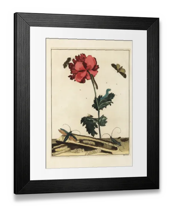 Framed Print : Cabbage worm, longhorn beetle, Rutpela maculata, on a flower Framed Print : Cabbage worm, longhorn beetle, Rutpela maculata, on a flower