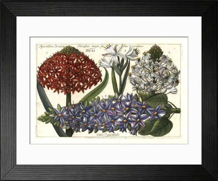 Framed Print : Portuguese squill, sea daffodil and pyramidal bugle Framed Print : Portuguese squill, sea daffodil and pyramidal bugle