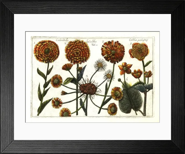 Framed Print : Cape marigold and marsh marigold Framed Print : Cape marigold and marsh marigold