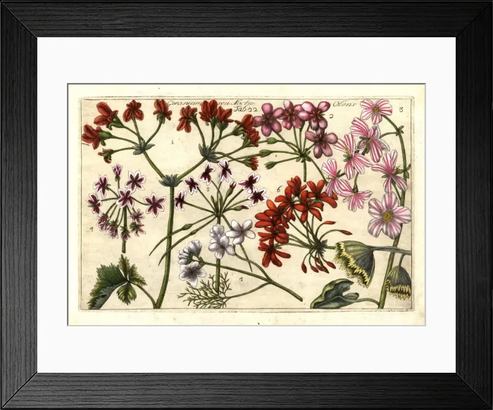 Framed Print : Stork s-bill, Erodium cicutarium Framed Print : Stork s-bill, Erodium cicutarium