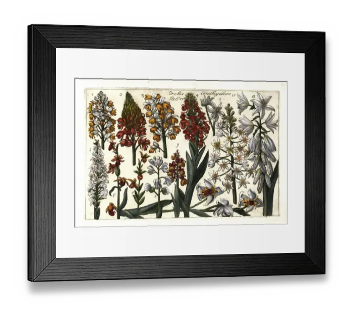 Framed Print : Satyrium orchids and Star of Bethlehem Framed Print : Satyrium orchids and Star of Bethlehem