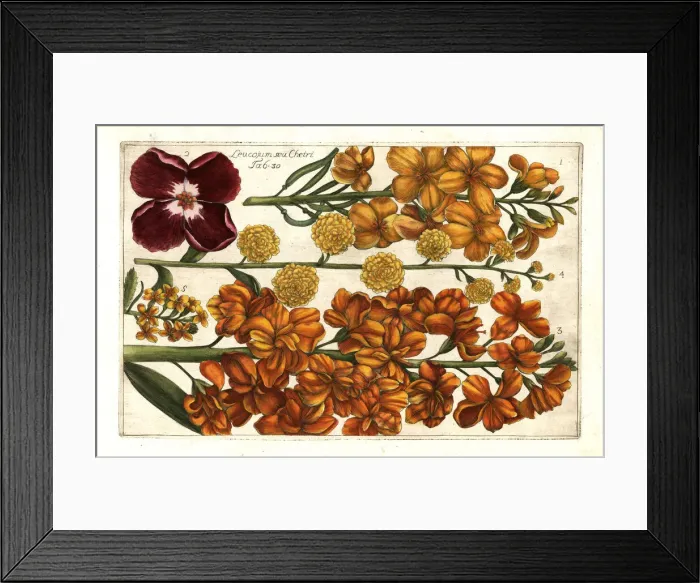 Framed Print : Wallflower, Erysimum cheiri Framed Print : Wallflower, Erysimum cheiri