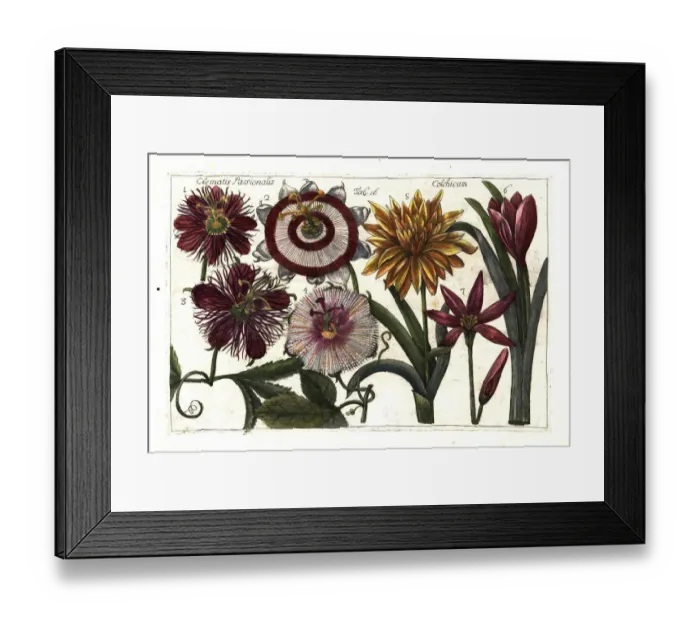 Framed Print : Passion fruit or granadilla and meadow saffron Framed Print : Passion fruit or granadilla and meadow saffron