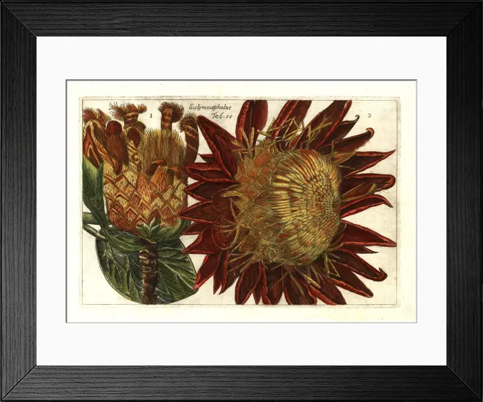 Framed Print : Thistle protea, Protea scolymocephala Framed Print : Thistle protea, Protea scolymocephala
