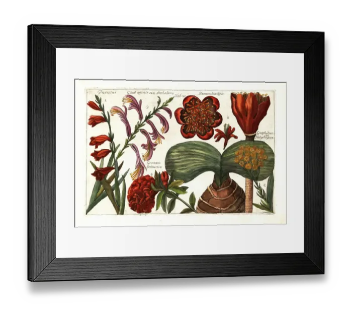 Framed Print : Gladiolus, Gladiolus dalenii, cudweed, pomegranate Framed Print : Gladiolus, Gladiolus dalenii, cudweed, pomegranate