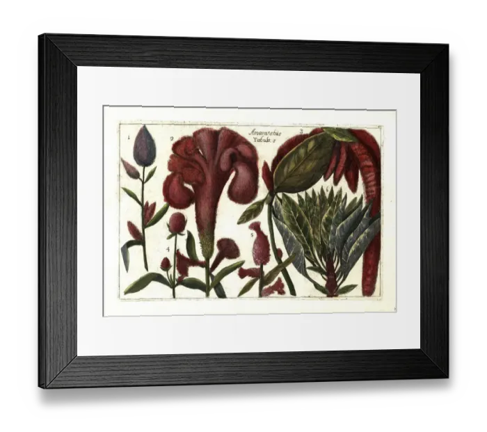 Framed Print : Amaranthus species Framed Print : Amaranthus species
