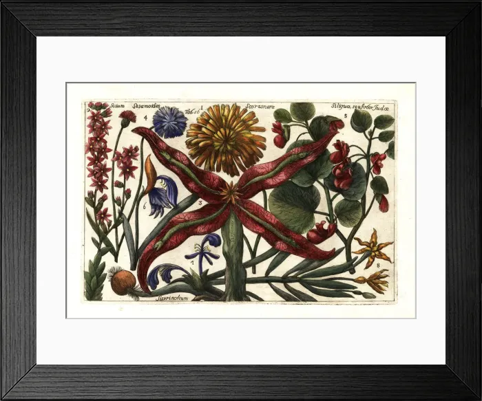 Framed Print : Salsify, houseleek, snakeroot, cornflower Framed Print : Salsify, houseleek, snakeroot, cornflower