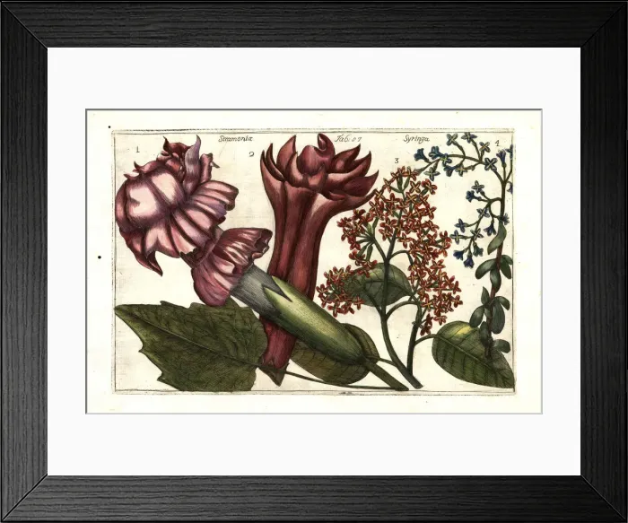 Framed Print : Devils trumpet, Datura stramonium 1, 2 Framed Print : Devils trumpet, Datura stramonium 1, 2