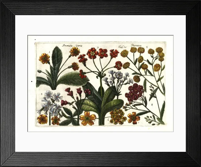Framed Print : Cowslip and pellitory Framed Print : Cowslip and pellitory