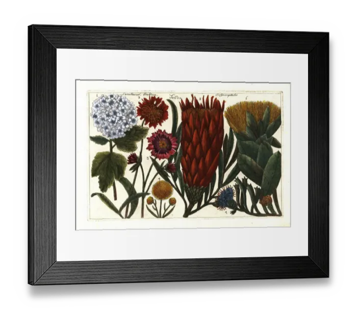 Framed Print : Guelder rose, scabious and thistle protea