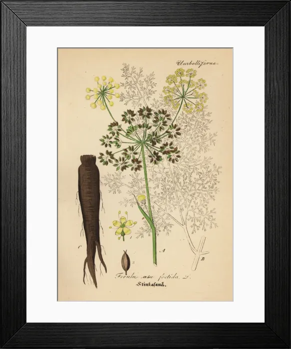 Framed Print : Asafoetida, Ferula assa-foetida Framed Print : Asafoetida, Ferula assa-foetida