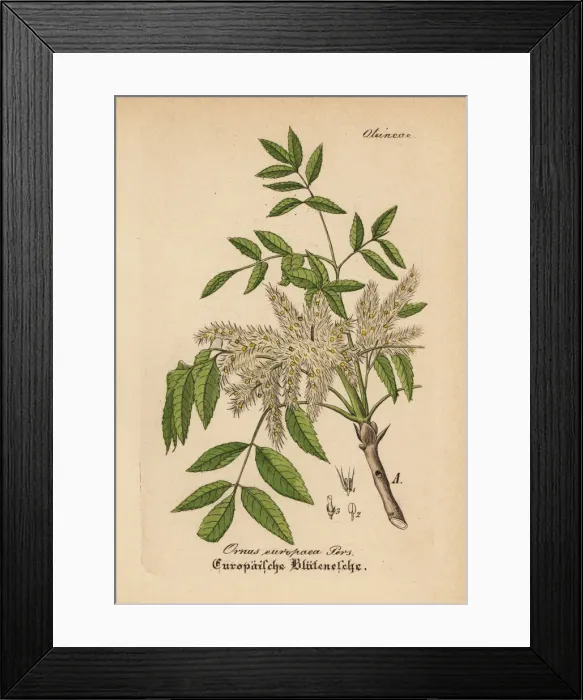 Framed Print : Manna ash, Fraxinus ornus Framed Print : Manna ash, Fraxinus ornus