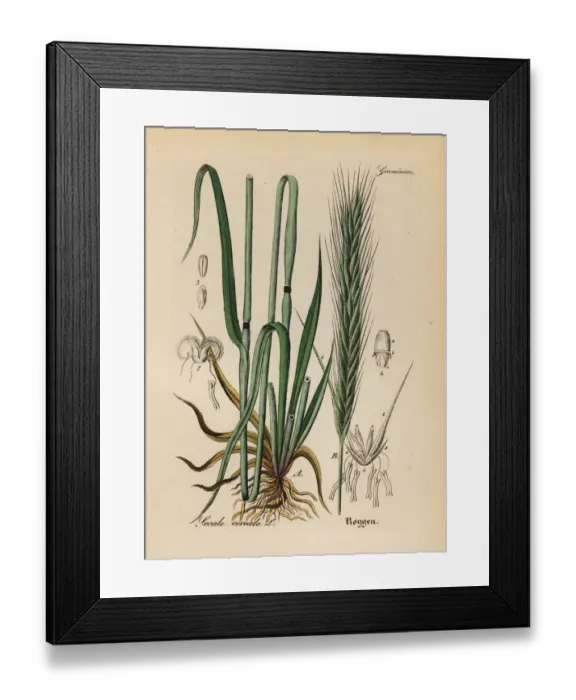 Framed Print : Rye grass, Secale cereale Framed Print : Rye grass, Secale cereale