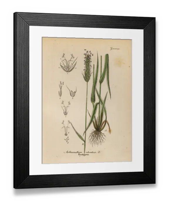 Framed Print : Vernal grass or vanilla grass, Anthoxathum odoratum Framed Print : Vernal grass or vanilla grass, Anthoxathum odoratum