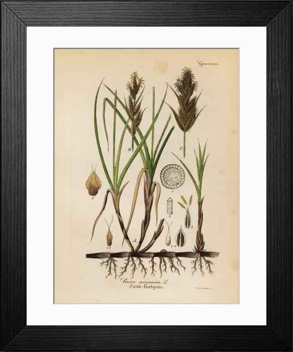 Framed Print : Sand sedge, Carex arenaria Framed Print : Sand sedge, Carex arenaria