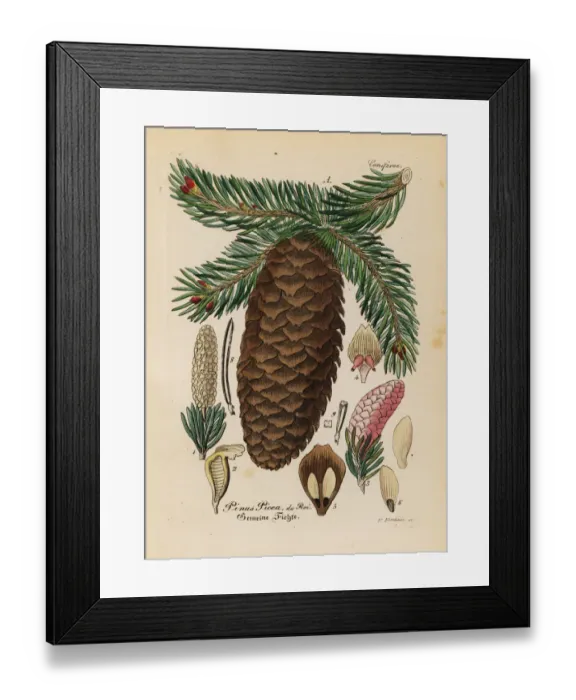 Framed Print : Silver fir, Abies alba Framed Print : Silver fir, Abies alba