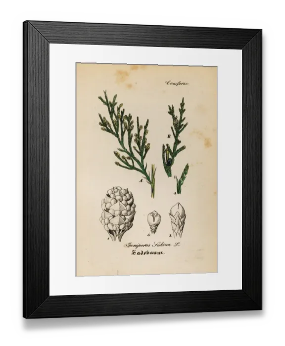 Framed Print : Savin juniper, Juniperus sabina Framed Print : Savin juniper, Juniperus sabina