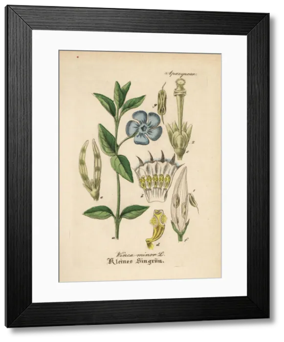 Framed Print : Dwarf periwinkle, Vinca minor Framed Print : Dwarf periwinkle, Vinca minor